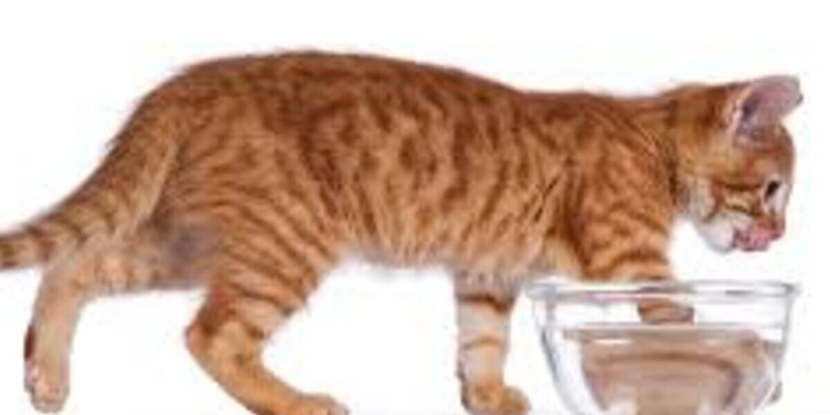愛猫と長く一緒にいたいから。知っておきたい「猫 腎臓病 予防」の基本とケアのコツ