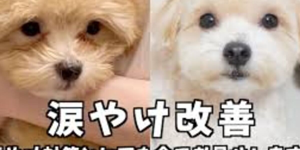 【保存版】愛犬の涙やけ改善ガイド：原因からおすすめドッグフード、ケア方法まで徹底解説